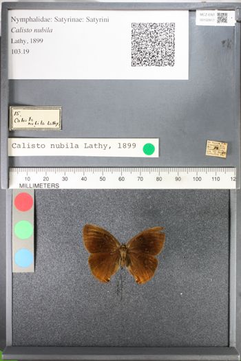Media type: image;   Entomology 102817